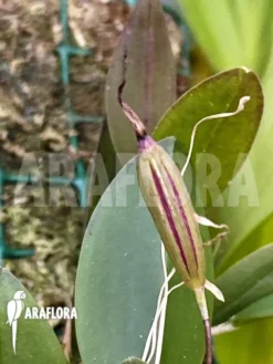 Orchid 'Restrepia Tsubotae' -Green Haven Sales Store Restrepia tsubotae 5