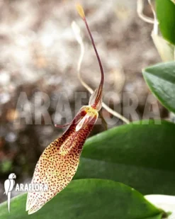 Orchid 'Restrepia Tsubotae' -Green Haven Sales Store Restrepia tsubotae 6