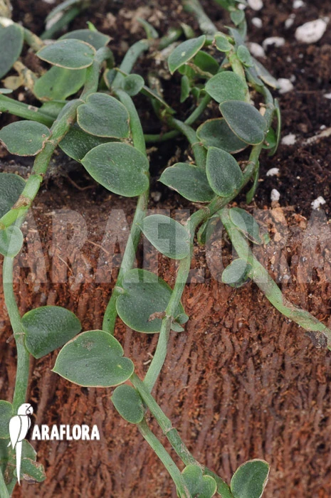 Rhaphidophora Celatocaulis 'Extra Small Species' 1 Rhaphidophora Celatocaulis 'Extra Small Species'
