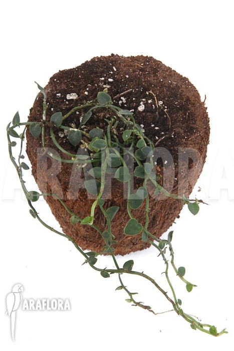 Rhaphidophora Celatocaulis 'Extra Small Species' 2 Rhaphidophora Celatocaulis 'Extra Small Species' - Image 2