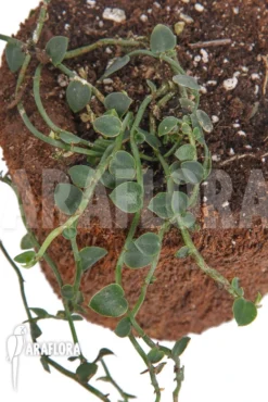 Rhaphidophora Celatocaulis 'Extra Small Species' 6 Rhaphidophora Celatocaulis 'Extra Small Species' -Green Haven Sales Store Rhaphidophora celatocaulis Extra Small species 3