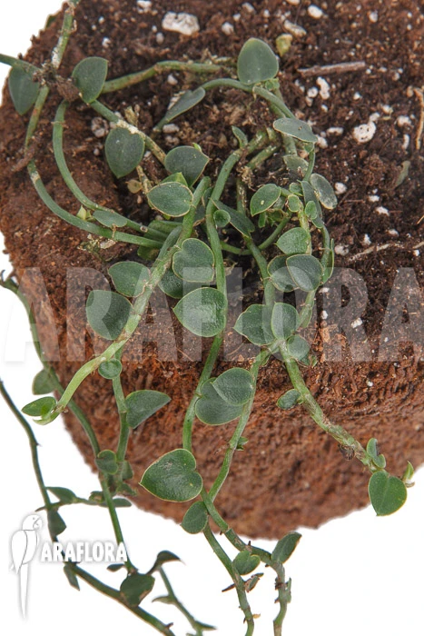 Rhaphidophora Celatocaulis 'Extra Small Species' 3 Rhaphidophora Celatocaulis 'Extra Small Species' - Image 3