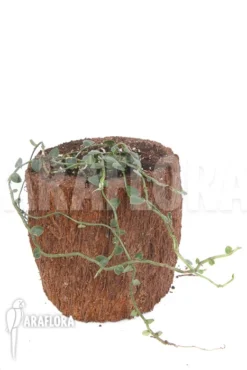 Rhaphidophora Celatocaulis 'Extra Small Species' 7 Rhaphidophora Celatocaulis 'Extra Small Species' -Green Haven Sales Store Rhaphidophora celatocaulis Extra Small species 4