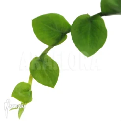 Rhaphidophora Celatocaulis 'Small Species'