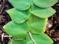 Rhaphidophora Celatocaulis 'Small Species' -Green Haven Sales Store Rhaphidophora celatocaulis Small species 3