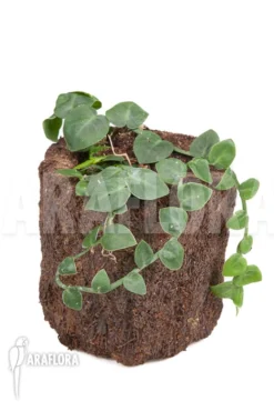 Rhaphidophora Celatocaulis 'Small Species' 'L' -Green Haven Sales Store Rhaphidophora celatocaulis Small species L 2