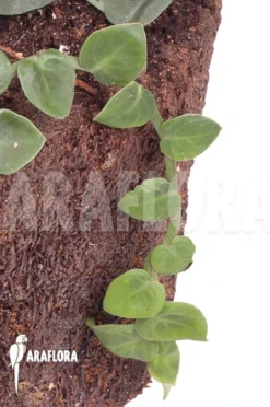 Rhaphidophora Celatocaulis 'Small Species' 'L' -Green Haven Sales Store Rhaphidophora celatocaulis Small species L 4