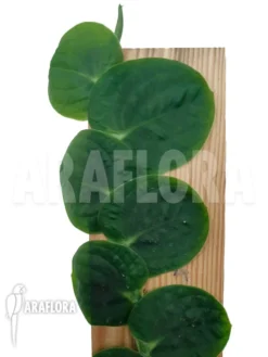 Rhaphidophora Celatocaulis 'Mounted'