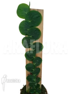 Rhaphidophora Celatocaulis 'Mounted' -Green Haven Sales Store Rhaphidophora celatocaulis mounted 2