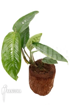 Rhaphidophora Foraminifera -Green Haven Sales Store Rhaphidophora foraminifera 2