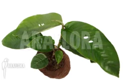 Rhaphidophora Foraminifera -Green Haven Sales Store Rhaphidophora foraminifera 3