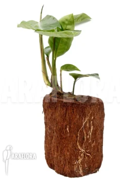 Rhaphidophora Foraminifera -Green Haven Sales Store Rhaphidophora foraminifera 4