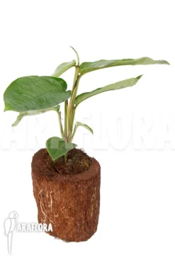 Rhaphidophora Foraminifera -Green Haven Sales Store Rhaphidophora foraminifera 5