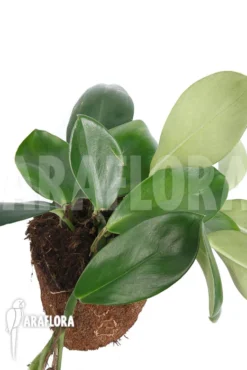 Rhaphidophora Hongkongensis -Green Haven Sales Store Rhaphidophora hongkongensis 6