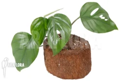 Rhaphidophora Pertusa -Green Haven Sales Store Rhaphidophora pertus 2