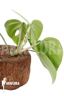 Rhaphidophora Pertusa -Green Haven Sales Store Rhaphidophora pertus 4