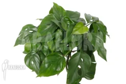 Rhaphidophora Pertusa -Green Haven Sales Store Rhaphidophora pertus 6