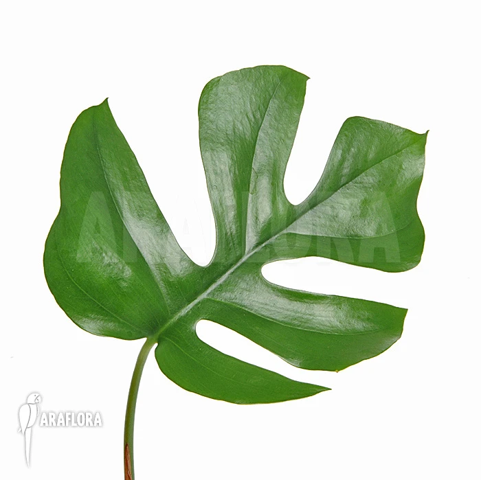 Rhaphidophora Tetrasperma 'L' 1 Rhaphidophora Tetrasperma 'L'