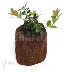 Rhododendron 'Species Borneo'