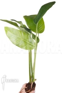 Rhodospatha Latifolia 'L'