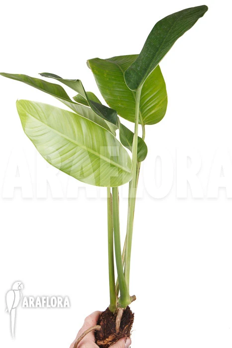 Rhodospatha Latifolia 'L' 1 Rhodospatha Latifolia 'L'