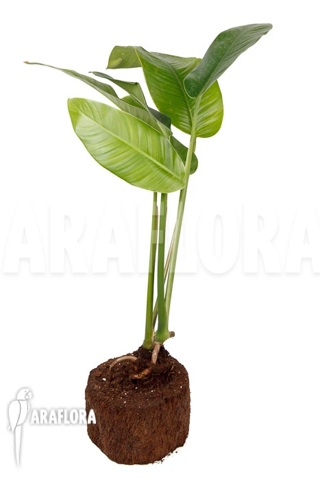 Rhodospatha Latifolia 'L' 2 Rhodospatha Latifolia 'L' - Image 2