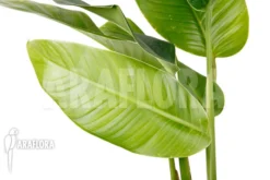 Rhodospatha Latifolia 'L' 7 Rhodospatha Latifolia 'L' -Green Haven Sales Store Rhodospatha latifolia L 3