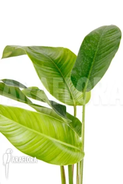 Rhodospatha Latifolia 'L' 8 Rhodospatha Latifolia 'L' -Green Haven Sales Store Rhodospatha latifolia L 4