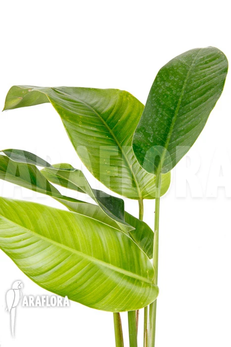 Rhodospatha Latifolia 'L' 4 Rhodospatha Latifolia 'L' - Image 4