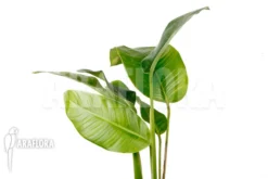 Rhodospatha Latifolia 'L' 9 Rhodospatha Latifolia 'L' -Green Haven Sales Store Rhodospatha latifolia L 5