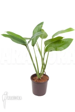 Rhodospatha Latifolia 'XL'