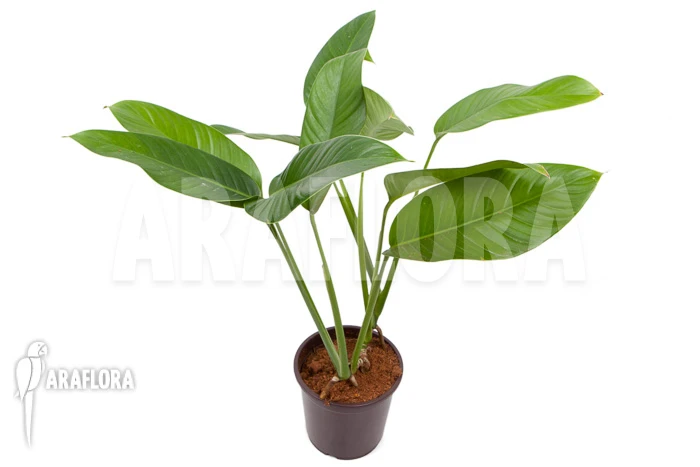 Rhodospatha Latifolia 'XL' 2 Rhodospatha Latifolia 'XL' - Image 2