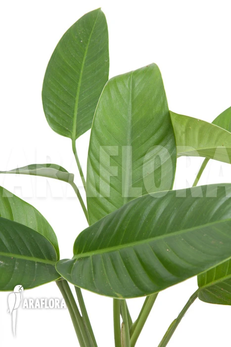 Rhodospatha Latifolia 'XL' 3 Rhodospatha Latifolia 'XL' - Image 3