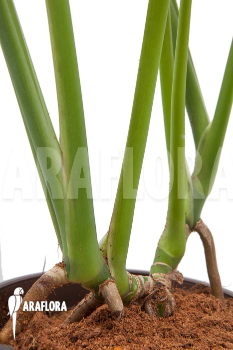 Rhodospatha Latifolia 'XL' 4 Rhodospatha Latifolia 'XL' - Image 4