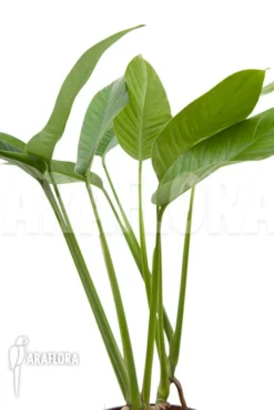 Rhodospatha Latifolia 'XL' 9 Rhodospatha Latifolia 'XL' -Green Haven Sales Store Rhodospatha latifolia XL 5