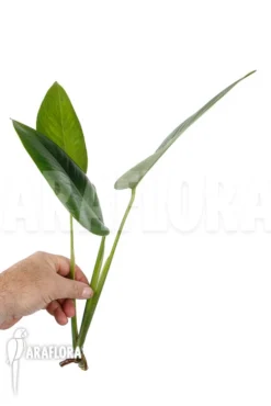 Rhodospatha Latifolia 'rooted Cutting'