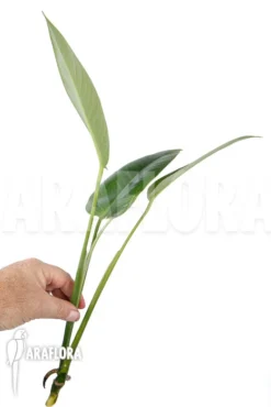 Rhodospatha Latifolia 'rooted Cutting' -Green Haven Sales Store Rhodospatha latifolia rooted20cutting 3