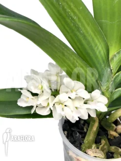 Orchid 'Rhynchostylis Gigantea Alba'