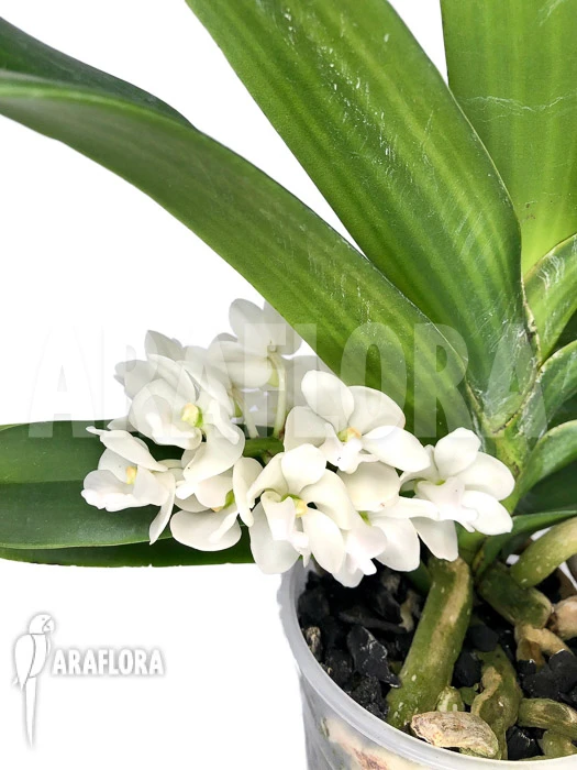 Orchid 'Rhynchostylis Gigantea Alba' 1 Orchid 'Rhynchostylis Gigantea Alba'