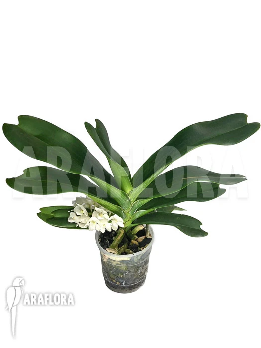 Orchid 'Rhynchostylis Gigantea Alba' 2 Orchid 'Rhynchostylis Gigantea Alba' - Image 2