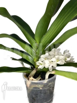 Orchid 'Rhynchostylis Gigantea Alba' 6 Orchid 'Rhynchostylis Gigantea Alba' -Green Haven Sales Store Rhynchostylis gigantea alba 3