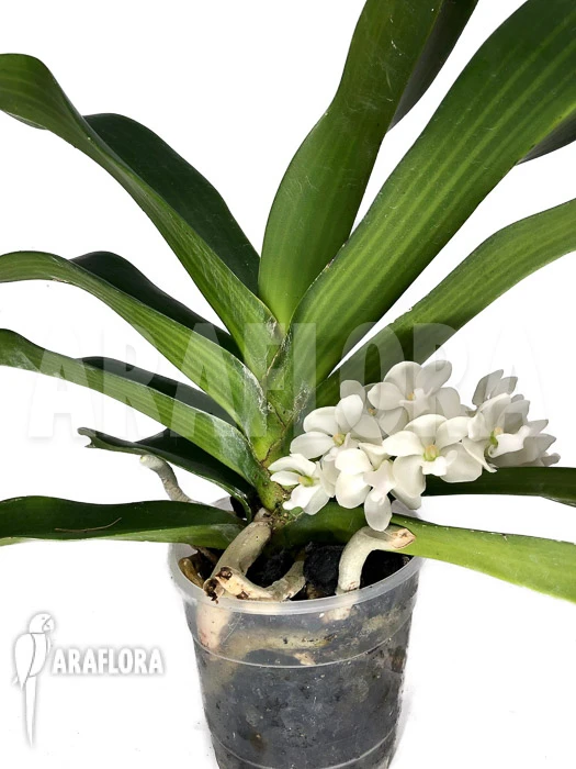 Orchid 'Rhynchostylis Gigantea Alba' 3 Orchid 'Rhynchostylis Gigantea Alba' - Image 3