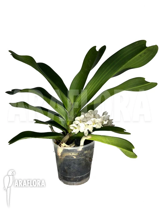 Orchid 'Rhynchostylis Gigantea Alba' 4 Orchid 'Rhynchostylis Gigantea Alba' - Image 4