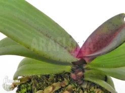 Orchid 'Rhynchostylis Gigantea Red'