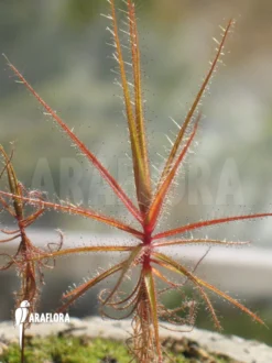 Roridula Gorgonias -Green Haven Sales Store Roridula gorgonias 4
