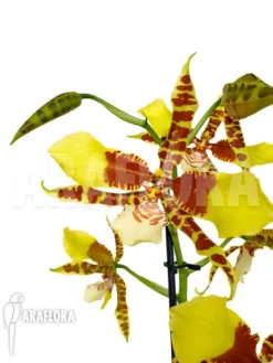 Orchid 'Rossioglossum Grande'