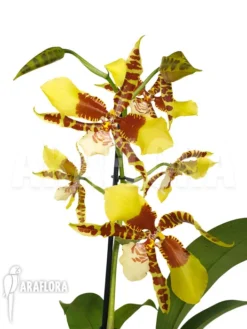 Orchid 'Rossioglossum Grande' -Green Haven Sales Store Rossioglossum grande 2