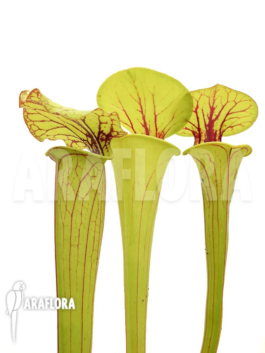 Trumpet Pitcherplant 'Sarracenia Flava Aff. Ornata (Trio)' 1 Trumpet Pitcherplant 'Sarracenia Flava Aff. Ornata (Trio)'