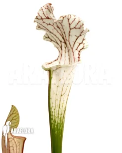 Trumpet Pitcherplant 'Sarracenia Leucophylla 'Red Line''