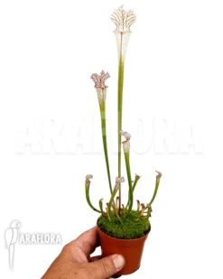 Trumpet Pitcherplant 'Sarracenia Leucophylla 'Red Line'' -Green Haven Sales Store Sarracenia leucophylla Red Line 2